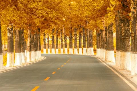 Empty road with autumn trees Fotos de archivo