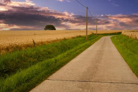 Empty road between corn fields in Flanders, Belgium Stock Photos