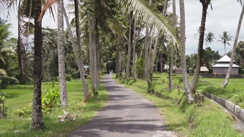 Empty road between the pulm trees and green tropical jungles for traveling 스톡 동영상 85740148
