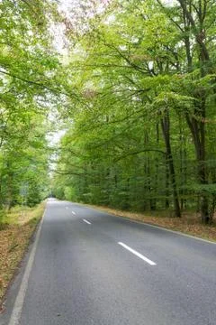 Empty road with broken line in the middle of deciduous forest, green trees 写真素材