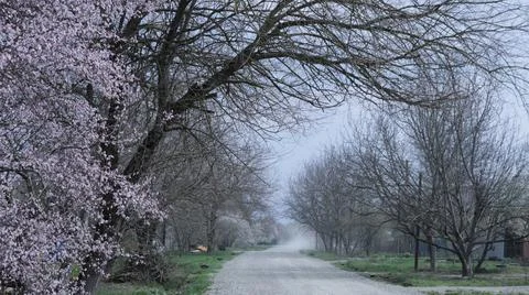 Empty road in the countryside in spring Stock Photos