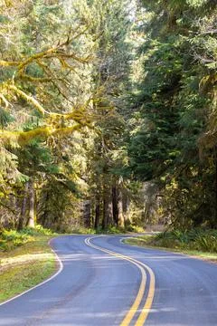 An empty road cutting through the lush vegetation of the Hoh Rainforest Photos