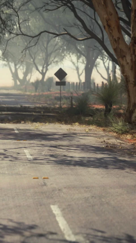 Empty road during morning with mist and trees lining the sides Stock Footage 335689708