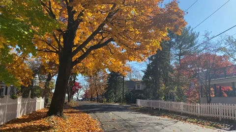 Empty Road on Fall Day with Yellow Tree Stock Footage 142975563