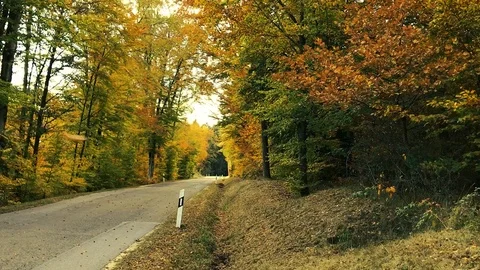 Empty road with falling leaves in autumn forest Video stock 118526519