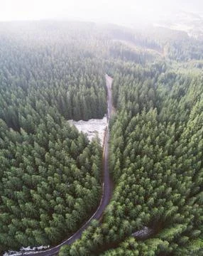 Empty road in a forest from a drone Foto stock