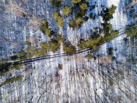 Empty road in a forest from a drone. Stock Photos