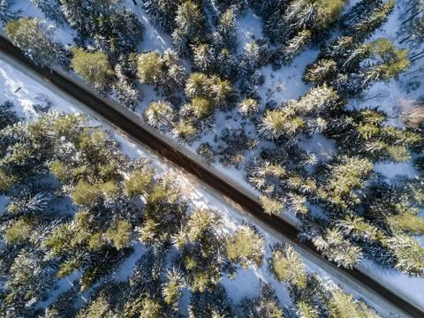 Empty road in a forest from a drone. Stock Photos