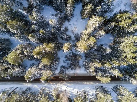 Empty road in a forest from a drone. Stock Photos
