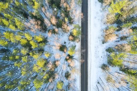 Empty road in a forest from a drone. Stock Photos