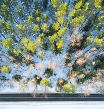 Empty road in a forest from a drone. Stock Photos