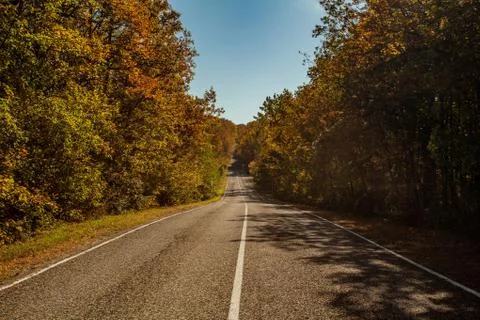 Empty road in forest landscape Stock Photos
