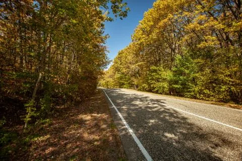 Empty road in forest landscape Stock Photos