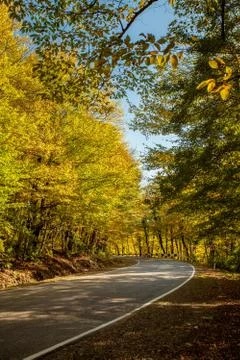 Empty road in forest landscape Stock Photos