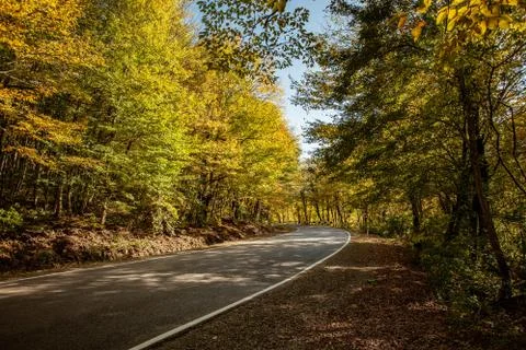 Empty road in forest landscape Stock Photos