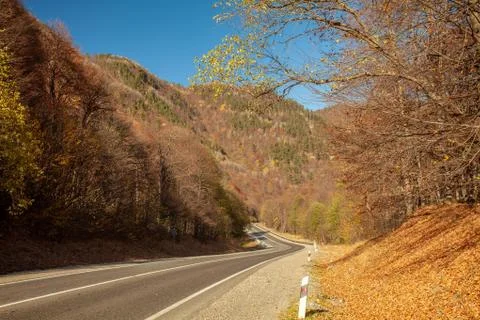 Empty road in forest landscape Stock Photos
