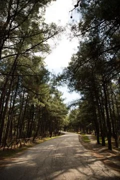 Empty road in the forest Foto stock