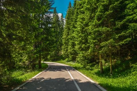 Empty road in the forest Stock Photos