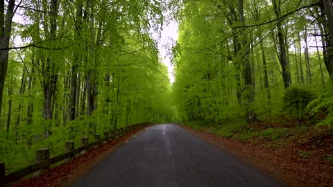 Empty road in a green spring forest. Asphalt countryside road in mountain forest 스톡 동영상 150592465