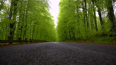 Empty road in a green spring forest. Asphalt countryside road in mountain forest 스톡 동영상 150592529