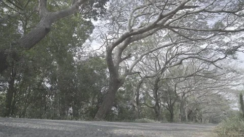 Empty Road with Huge Trees 스톡 동영상 310388296