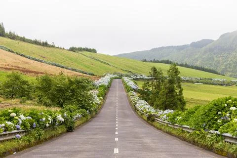 Empty road with hydrangeas flowers and green landscape. Sete Cidades, Azores Stock Photos