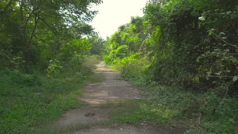Empty road inside a jungle at afternoon static shot Stock Footage 300934754