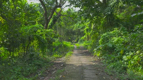 Empty road inside a jungle at afternoon and small birds are bathing Stock Footage 302079972
