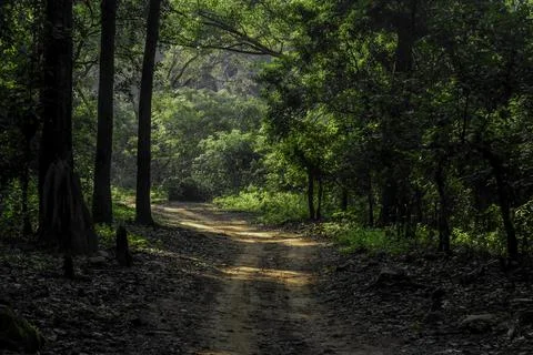 Empty road jungle background nature Stock Photos