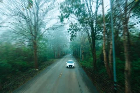 Empty road in jungle. Stock Photos