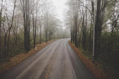 Empty road in jungle. Stock Photos