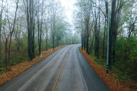 Empty road in jungle. Stock Photos