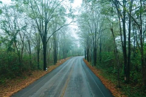Empty road in jungle. Stock Photos