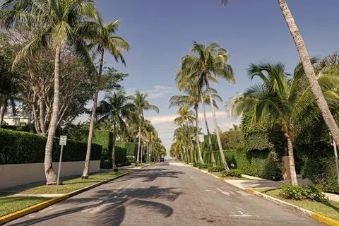 Empty road with line marking and palm trees on avenue Stock Photos