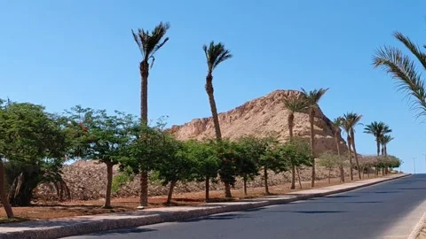 Empty road lined with palm trees near rocky mountain in Hurghada Egypt Stock Footage 337607723
