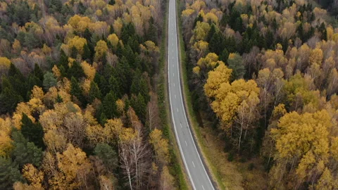 Empty road in the middle of the autumn forest Stock-Footage 96287505