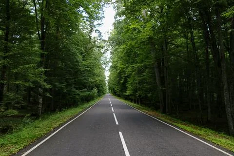 Empty road in the middle of the forest Stock Photos