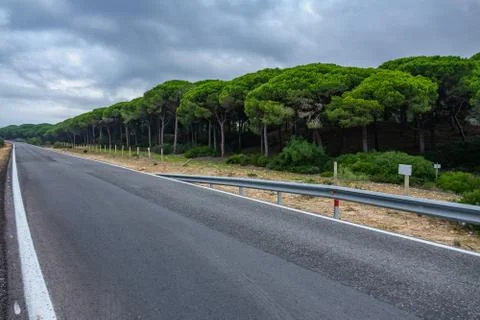 Empty road in the middle of pine tree forest Foto stock
