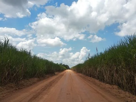 Empty road in the middle of sugar cane plantation Stock Photos
