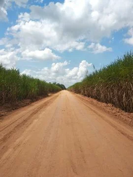 Empty road in the middle of sugar cane plantation Stock Photos