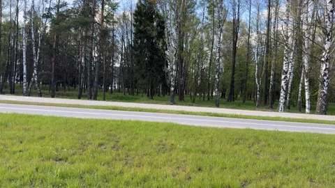 Empty road next to birch forest and green spring grass Stock Footage 334067073
