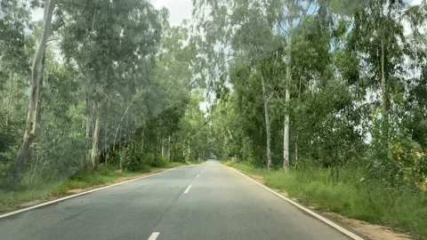 An empty road passes through the forest in covid-19 lockdown Stock Footage 163755263