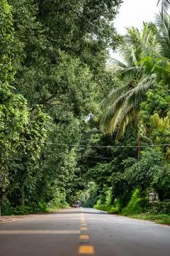 Empty road passing through lush tropical jungle Stock Photos