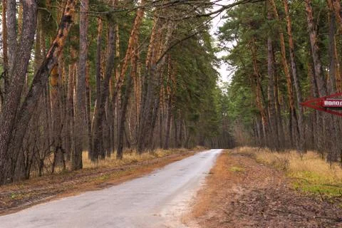 Empty road in the pine forest. Beautiful autumn landscape Stock Photos
