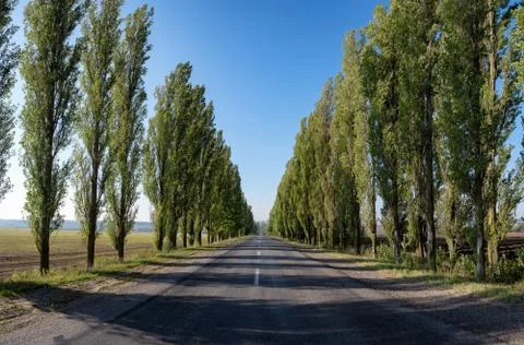 Empty road with poplar trees Stock Photos