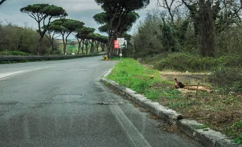 Empty road in Rome pheasant passing by Stock Photos