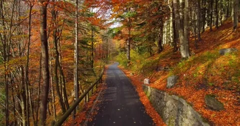 Empty road runs through a golden autumn forest. Stock Footage 318792236