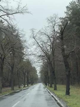 Empty Road Surrounded by Bare Trees in Rain Foto stock