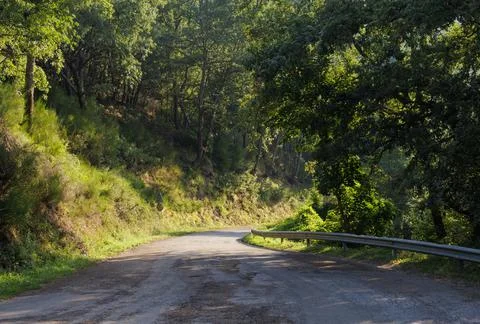 An empty road surrounded by the forest in the countryside of Spain. Stock Photos