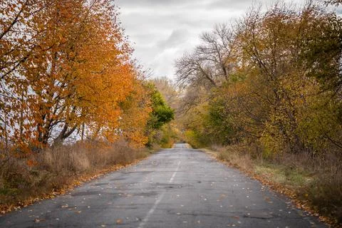 Empty road surrounded by trees with yellowed leaves Foto stock